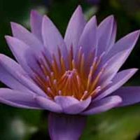 ความปรารถนาของบงกช #ซีเฉิง