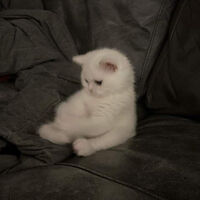 คุณชายเล็กตัวปลอมช่างน่าสงสาร