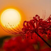 (FanFiction : HSR) - 罗浮花