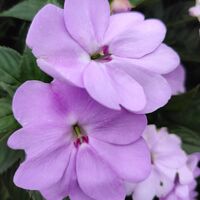 ชีวิตใหม่​ของ​จางหลง