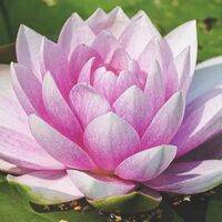 รวมเรื่องหอดอกบัวลายมงคล 