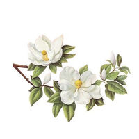 ชื่อ-นามสกุล-ชื่อเล่น