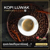 KOPI LUWAK ประโยชน์ของกาแฟขี้ชะมด ที่คุณอาจไม่เคยรู้...?