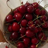 [OS/SF] RED Cherry | Mashle : Magic and Muscles