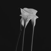 Tamed | นาธานซุนกู