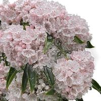 ฆฤณข้ามฟ้า