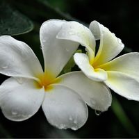 คฤหาสน์ลีลาวดี