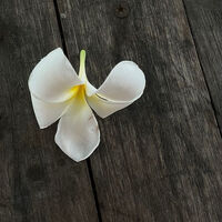 พี่ยู;peemthai