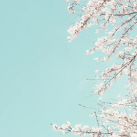 [DCMK] 春が来るときに | When spring comes (OS | all x reader))