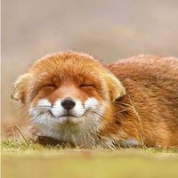 คลังเก็บแฟนฟิคของ FoxxTrot