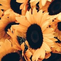 (OS / SF) ALL x Naruto : Sunflower