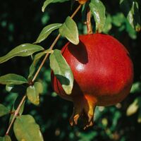 the apples of eden | myphai