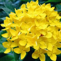 อดีตรักจอมราชันย์