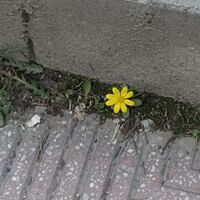 ดอกไม้ผู้โดดเดี่ยว||wonha