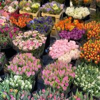 ผมชอบแฝดของเพื่อน - Astro×Dazzle