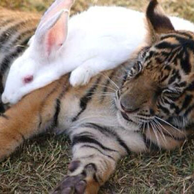 Tiger and Bunny || คุณนี่มัน: ฟิคฟรีสไตล์ (แชท)