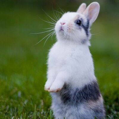 🐰little cute bunny 🐰: สัพเพเหระ