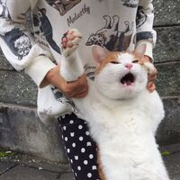 Sukufushi : Meet My Demon