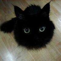 MEGUMI's ROOM (Allfushi)