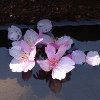 生生世世 爱不变 ทุกชาติทุกภพรักไม่แปรผัน