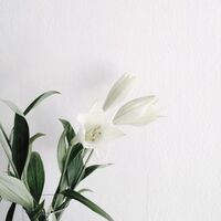 (os) desire ; ushioi 