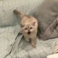 [MHA todobaku] do you want to see my bed?