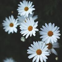 The Cutter flower sadness