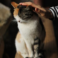 How to treat Mr.Bambi