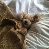 ปลื้มชิระ | mh