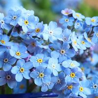 Forget me not l TsukiKage
