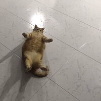 (os/sf) i meow you #ซันสุรินโด