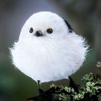 -ปักษีนฤมิต-