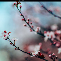 [กำลังรีไรท์] ทะลุมิติไปยุคโบราณพร้อมกับห้องเสื้อหร่วนจิ่ง 