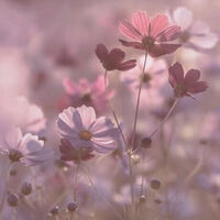 แด่ท่านผู้ไม่เคยรักข้า ( uzui tengen x y/n )