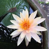 [MDZS] 凉凉-เคียงธารา-