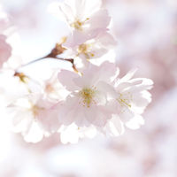 [MDZS] In your mind (Jingyi x Sizhui)