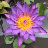 [MDZS] -กลิ่นสัตตบงกชโชยพัด-