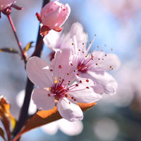 [MDZS] Braids (LingSi)