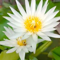 80's ย้อนเวลามาเป็นภรรยาของชายอัปลักษณ์