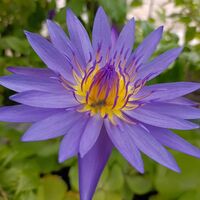 80's ย้อนเวลามาเป็นภรรยาผู้ร่ำรวย