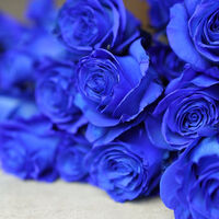 (DCMK: Shinkai/Kaishin) AU GOSICK