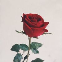 [fan fic jojo/JJBA] short story jojo onair 