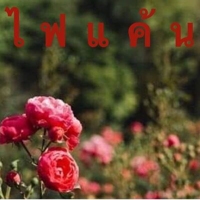 ไ ฟ แ ค้ น: นิยายโรมานซ์