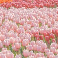 ความหมายของดอกทิวลิป