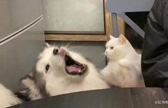 ขึ้นอย่างหงส์ลงอย่างหมา