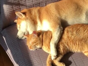 เมะลูกหมา 🐶