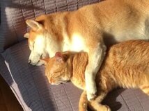 เมะลูกหมา 🐶