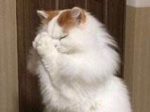 นิยายวายแจกพร