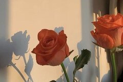 ฟิคเซต พยัคฆ์ธารา