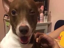 ลัทธิผัวออกสาว